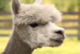 alpaca for sale