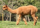 alpaca for sale