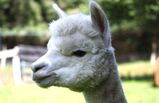 alpaca for sale