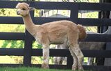 alpaca for sale