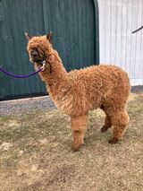 alpaca for sale