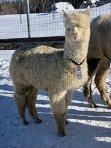 alpaca for sale