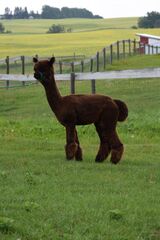 alpaca for sale