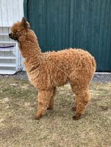 alpaca for sale