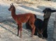 2009 Cria - Kahlua