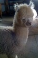 Stryker - Lucy's cria