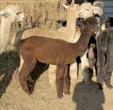 alpaca for sale