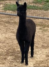 alpaca for sale