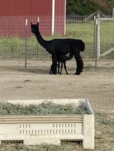 alpaca for sale