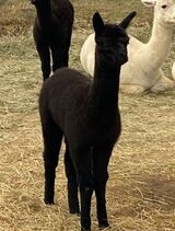 alpaca for sale