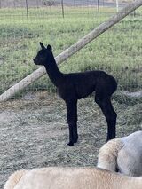 alpaca for sale