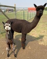 alpaca for sale