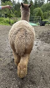 alpaca for sale