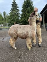 Photo of Liberty Alpacas Firecracker