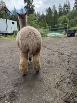 alpaca for sale