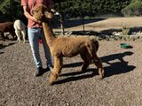 alpaca for sale