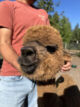 alpaca for sale