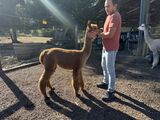 alpaca for sale