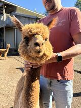 alpaca for sale