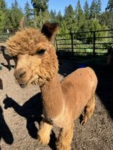 alpaca for sale