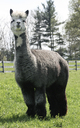 Multi Blue Ribbon Cria