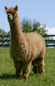 Multi blue ribbon cria