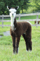 2013 cria