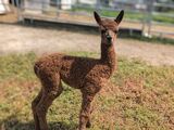 alpaca for sale