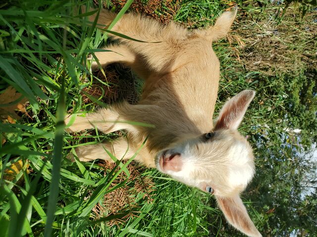 Nigerian Dwarf Doe Goat  For Sale