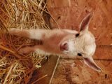 Nigerian Dwarf Doeling Goat