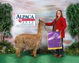 alpaca for sale