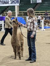 alpaca for sale