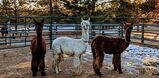 alpaca for sale