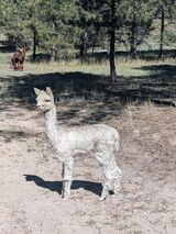 alpaca for sale