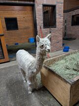 alpaca for sale