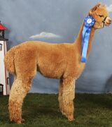 alpaca for sale