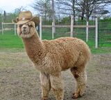 alpaca for sale