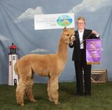 alpaca for sale