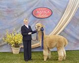 alpaca for sale