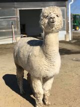 alpaca for sale