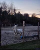 alpaca for sale