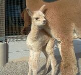 alpaca for sale