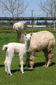 May 7, 2012 with new female cria