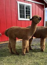 alpaca for sale