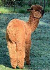 alpaca for sale