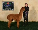 alpaca for sale