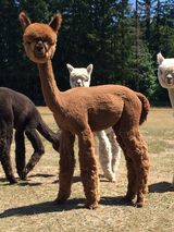 alpaca for sale