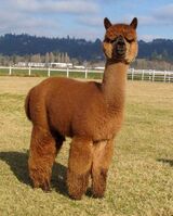 alpaca for sale