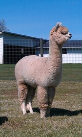 alpaca for sale