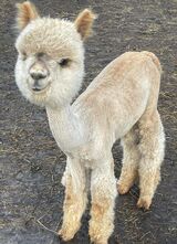 alpaca for sale